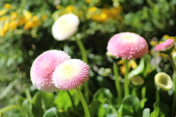 English daisies, or Tasso Pink (Bellis Perennis) in Innsbruck, Austria