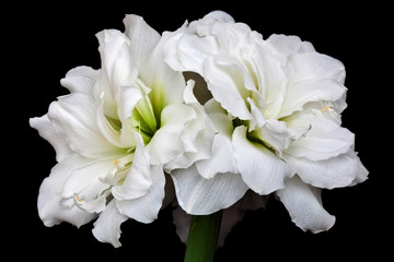 Hippeastrum Alfresco close-up