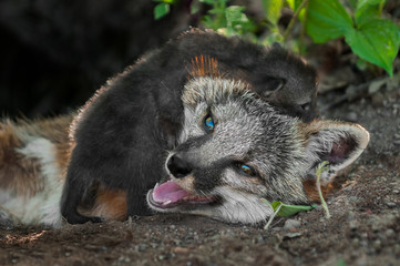 Naklejka na ściany i meble Grey Fox Kit (Urocyon cinereoargenteus) Crawls Over Mother