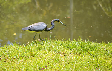 Tricoloured heron Latin name Egretta tricolor