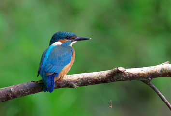 Kingfisher on a branch 21