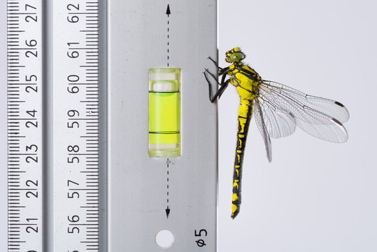 Dragonfly (Western Clubtail) loves the spirit level  on a ruler