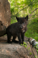 Black Wolf (Canis lupus) Pup Stands Atop Rock