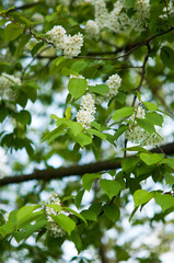 Wilde Blumen im Garten