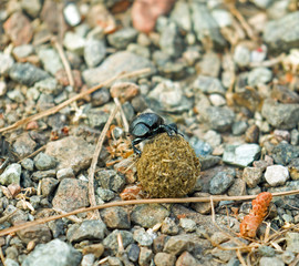 Dung Beetle with Dung Ball
