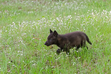 Black Wolf (Canis lupus) Pup Runs Through Wet Grass