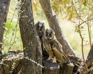Long-eared Owls