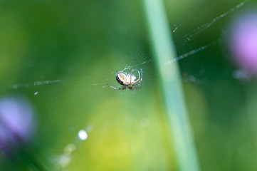  Kleine Spinne auf der Wiese