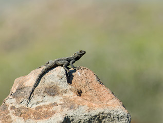 Starred Agama Lizard