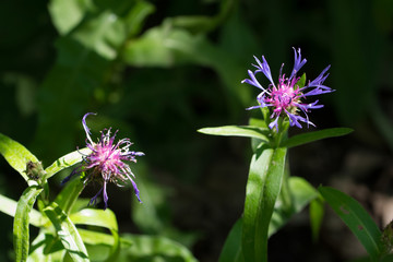 Squarrose Knapweed (Centaurea triumfettii)