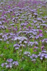 Obraz premium Wildblumenwiese lila