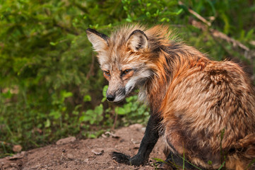 Naklejka na ściany i meble Red Fox Vixen (Vulpes vulpes) Sits Atop Den Site