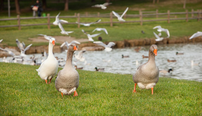 Different species of birds at Lake