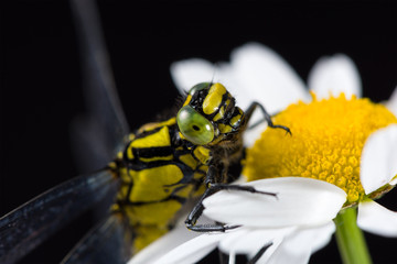 Dragonfly (Western Clubtail) sitting on a marguerite