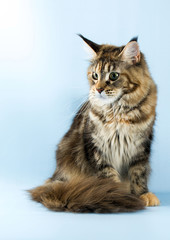  portrait of maine coon cat on blue background