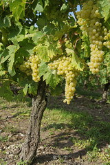 Vignoble charentais
