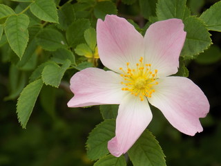 Pink flower