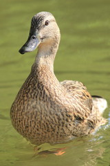 wild duck on the lake