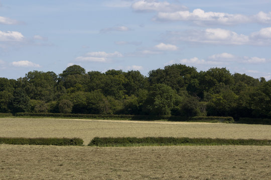 English Countryside, Holmer Green, Buckinghamshire