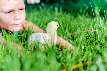 Young Boy Playing with Chick in Long Grass