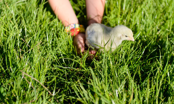 Young Boy Playing with Chick in Long Grass