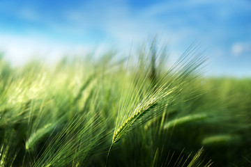 barley field in sunset time