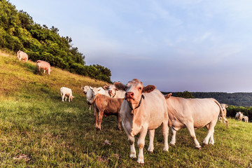 Obraz premium White Cows at Giechburg Castle in Bavaria Germany. Agriculture in the Hills of Upper Franconia on a warm summer evening