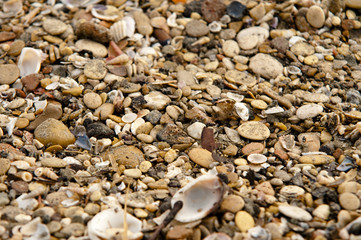 some shells arrive on the beach