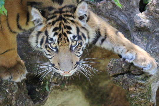 Tigre
