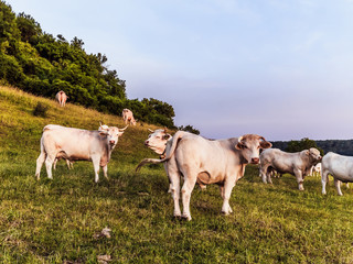 Obraz premium White Cows at Giechburg Castle in Bavaria Germany. Agriculture in the Hills of Upper Franconia on a warm summer evening