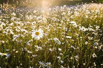 Fototapeta premium Daisies in a field with back lighting from the evening sun.