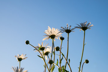 Daisies taken from below looking up with a blue sky and back lighting from the evening sun © oliophotography