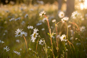 Daisies in a field with back lighting from the evening sun.
