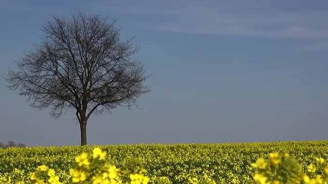 Rapsfeld mit Baum gro&szlig;