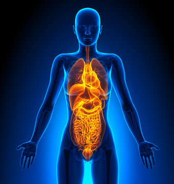 All - Female Organs - Human Anatomy