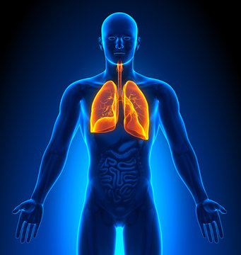 Medical Imaging - Male Organs - Lungs