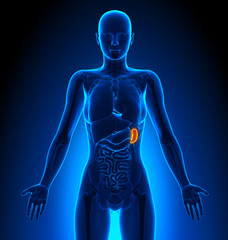 Spleen - Female Organs - Human Anatomy