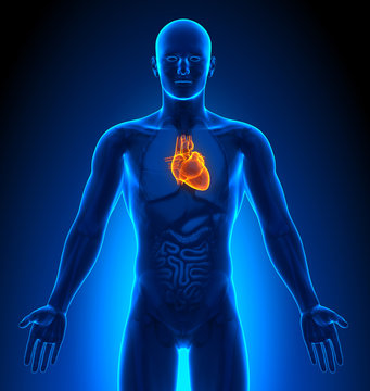 Medical Imaging - Male Organs - Heart
