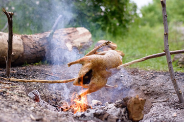 Obraz premium Chicken Roasting Over Open Camp Fire