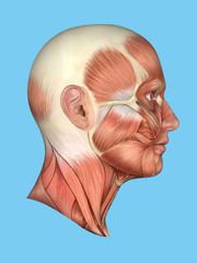 Anatomy side view of major face muscles of a man