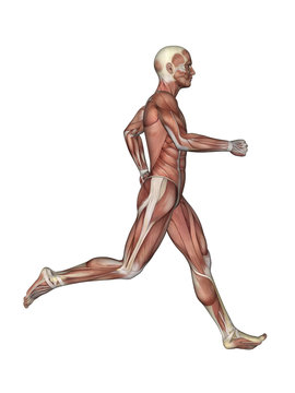 Muscles of Male Anatomy in Motion Featuring male figure in running motion with showcasing major muscular groups such as deltoids, triceps, biceps, quadriceps, hamstrings, obliques and gluteus.