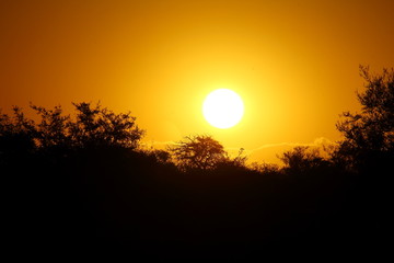 atardecer en el bosque