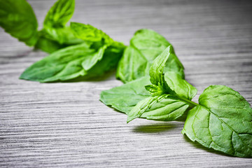 Green mint leaves macro in studio on wood.