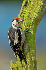 Great Spotted Woodpecker