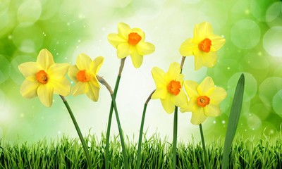 Daffodil, Spring, Flower.