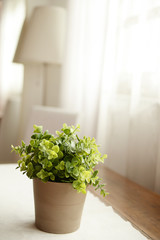 Pot plant in a bright room