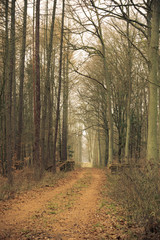 country road in the forest on misty day