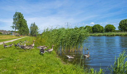 Geese on the shore of a sunny canal in spring