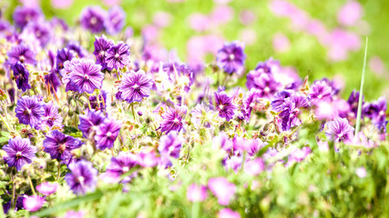 Fototapeta premium Beauty wild flowers on the meadow, panoramic natural backgrounds
