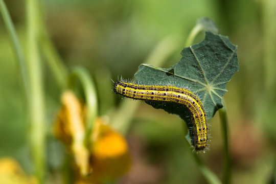 Caterpillar feeding or leave